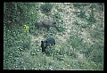 10010-00162-Black Bear.jpg