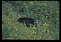 10010-00163-Black Bear.jpg