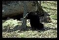 10010-00164-Black Bear.jpg