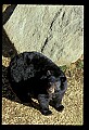 10010-00165-Black Bear.jpg