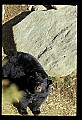 10010-00166-Black Bear.jpg