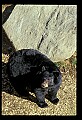 10010-00167-Black Bear.jpg