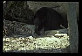 10010-00170-Black Bear.jpg