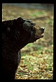 10010-00172-Black Bear.jpg