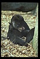 10010-00173-Black Bear.jpg