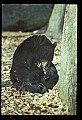 10010-00175-Black Bear.jpg
