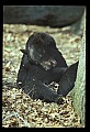 10010-00176-Black Bear.jpg