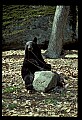 10010-00177-Black Bear.jpg
