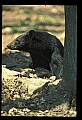 10010-00179-Black Bear.jpg