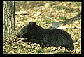 10010-00180-Black Bear.jpg