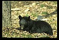 10010-00181-Black Bear.jpg