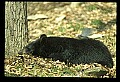 10010-00182-Black Bear.jpg