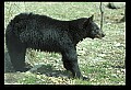 10010-00183-Black Bear.jpg