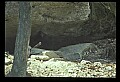 10010-00184-Black Bear.jpg
