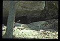 10010-00185-Black Bear.jpg