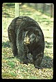 10010-00187-Black Bear.jpg