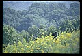 10010-00195-Black Bear.jpg