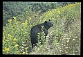 10010-00196-Black Bear.jpg