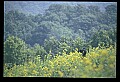 10010-00197-Black Bear.jpg