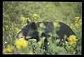 10010-00198-Black Bear.jpg