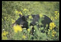 10010-00199-Black Bear.jpg