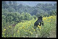 10010-00202-Black Bear.jpg