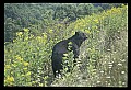 10010-00203-Black Bear.jpg