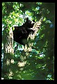 10010-00204-Black Bear.jpg