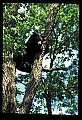 10010-00207-Black Bear.jpg