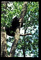 10010-00208-Black Bear.jpg