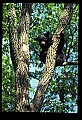 10010-00209-Black Bear.jpg