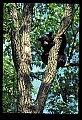 10010-00210-Black Bear.jpg