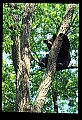 10010-00212-Black Bear.jpg