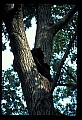 10010-00214-Black Bear.jpg