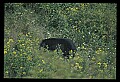10010-00218-Black Bear.jpg