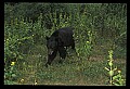 10010-00220-Black Bear.jpg