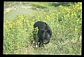 10010-00225-Black Bear.jpg