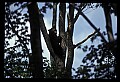 10010-00229-Black Bear.jpg