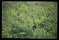 10010-00233-Black Bear.jpg