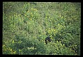 10010-00234-Black Bear.jpg