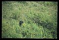 10010-00235-Black Bear.jpg