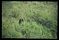 10010-00236-Black Bear.jpg