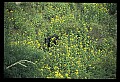 10010-00237-Black Bear.jpg