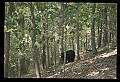 10010-00238-Black Bear.jpg
