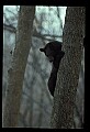 10010-00240-Black Bear.jpg