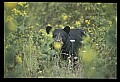 10010-00241-Black Bear.jpg