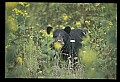 10010-00242-Black Bear.jpg