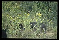 10010-00245-Black Bear.jpg