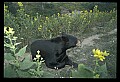 10010-00248-Black Bear.jpg
