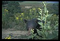 10010-00249-Black Bear.jpg